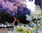 素有“紫薇之城”美誉的南非比勒陀利亚，共有8万多株紫薇树，它们还有一个更美的名字——蓝花楹。

每到10月份，当北半球开始黄叶飘飘、凉风习习的时候，南非则刚好进入气候宜人的春季，比勒陀利亚满街的蓝花楹迎来盛开高峰，整个城市沉浸在一片花海之中。

站在城市高处欣赏，可以看到整座城如同被紫色的云彩所萦绕，浪漫而又壮观。

以下是南非比勒陀利亚的“紫色花海”美景。
