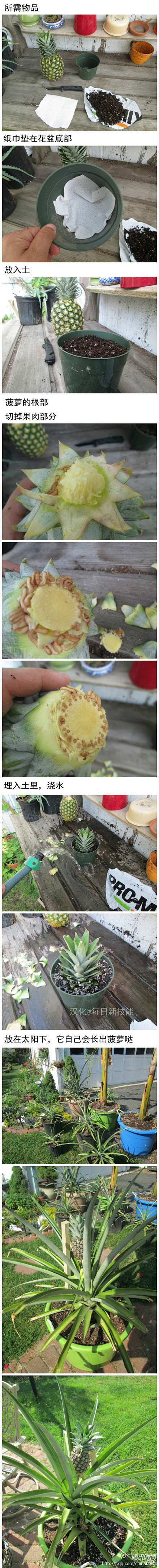 在家种菠萝