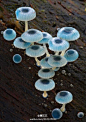 炫蓝蘑菇（Mycena interrupta），俗称“精灵的梧桐”，是蘑菇的一种。颜色鲜丽但是并不发光，未成熟幼苗时期时呈现蓝色，传说吃下后眼睛可以变成蓝色（！！！应该有毒，不建议尝试哦）。小简觉得它和土耳其的吉祥物“蓝眼睛”极相似呢