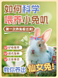 宠物兔子知识科普套装小红书封面