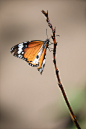 butterflies butterfly dragonflies dragonfly macro Macro Photography Nature wildlife