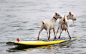 Dana McGregor's pet goats Pismo and Goatee surf at San Onofre State Beach in California. McGregor started taking Pismo's mother Goatee to the beach, and it wasn't long before she was on a surfboard. When Pismo was born, McGregor put her on a board too, an
