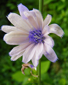 の未来采集到花草世界