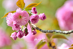 〆流年亦夢╮采集到花卉•八重樱