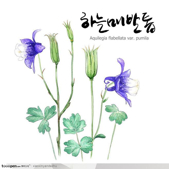 手绘花朵-紫花地丁图片素材下载，现在加入...