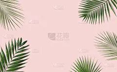 棕榈叶,粉色背景,鸡尾酒,美,边框,水平画幅,枝繁叶茂,无人,夏天,棕榈树