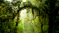 蒙特沃德云雾森林保护区，哥斯达黎加，自然风景桌面壁纸