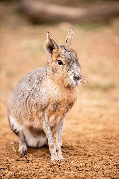 啮齿目豚鼠科长耳豚鼠属兔豚鼠