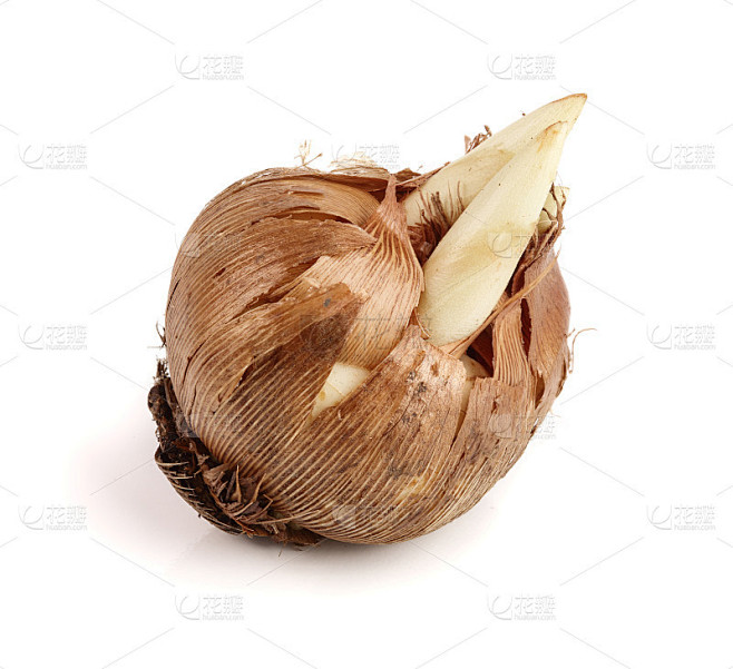 番红花球茎孤立的白色背景微距