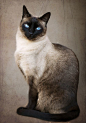 Elegance by Julia Carvalho on 500px...Siamese cat