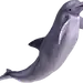 png动物鸟鱼生物免抠元素