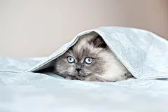 点击来源直接获取大图文件 |有趣的猫躲在床罩下