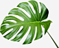 小清晰绿色的树叶png免抠素材_新图网 https://ixintu.com 树叶 植物 绿植 手绘植物 叶子 绿叶 小清新