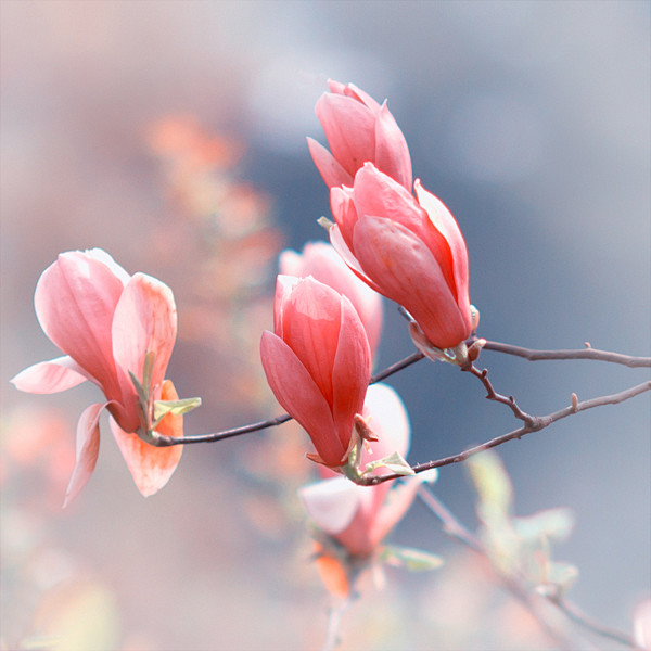 玉兰花