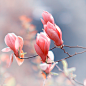 玉兰花