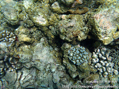 Wuyuhua1983采集到马尔代夫 水下珊瑚 浮