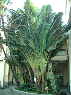设计师柑子采集到焦类植物
