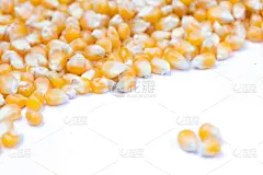玉米,种子,水平画幅,生食,地毯,生物学,干的,特写,农作物,大量物体