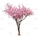 粉色,李树,杏树,桃树,花朵,桃,李子,秃树,樱花,植物表皮