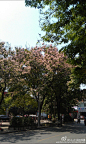仪花1