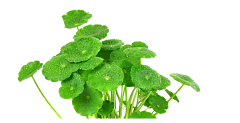 一枝啊采集到素材·植物
