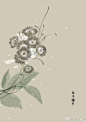 #365天生日花# 2月5日 生日花：西洋樱草（Common Primrose）
花语：青春（Springtime）
