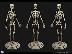 Human Anatomy Kit , , farzinizadyar - CGSociety (2)