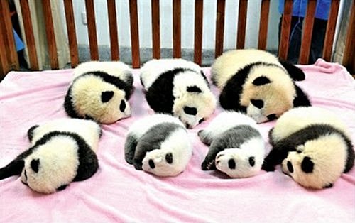 7只熊猫娃 睡得真香甜