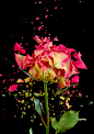 坏掉的,影棚拍摄,爆炸,花,茎_135929814_Exploding Rose_创意图片_Getty Images China