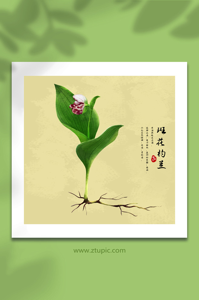 手绘水彩斑花杓兰植物中草药材元素插画