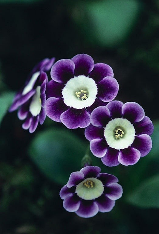 Primula 'Adrian'
耳状报...