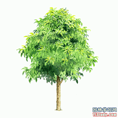 [手绘图展]最全100-1张精美园林植物水彩效果图（拉丁名+种名） - 手绘表现 - 园林学习网