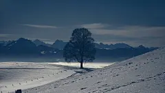 孤独的树风景摄影宽屏桌面壁纸