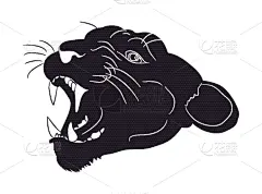美洲狮,注视镜头,雌狮,可爱的,野生动物,直的,肖像,猎豹,剪影
