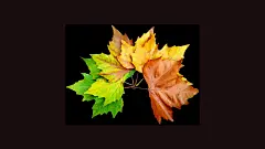 落叶_叶子_沧桑_落叶凄凉_凄凉_飘零落叶_Flickr壁纸_飘零树叶_桌面壁纸_爱壁纸HD