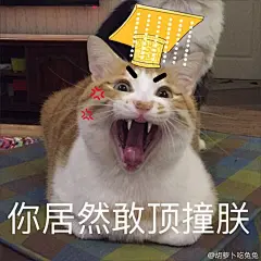周末细腿的会长表情包 @老朽性别秀吉 #有... 来自胡萝卜吃兔兔 - 微博