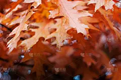 枯黄的秋叶落在梧桐树上，在多雨的天气里，秋的心情，选择性的聚焦