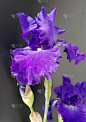 Iris Barbata-Elatior，蓝色节奏，高胡子Iris