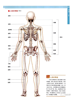 ♀各种傻瓜♂采集到人体肌肉+骨骼
