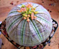 Euphorbia Obesa