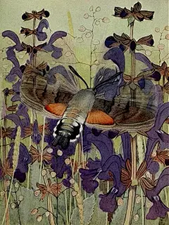 100艺术家20|Paul蝴蝶生态博物画26张收藏 - 小红书