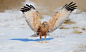 Western Marsh Harrier by Murat Çalışkan on 500px