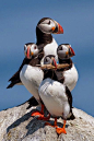 Puffin’s are so cute