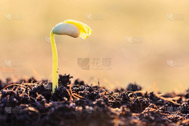 泥土,植物,幼小动物,绿色,树苗,自然,...