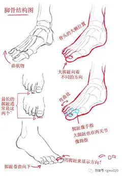 插画教程 | 多角度把控脚的画法，简单易懂，不会画脚的同学赶快学习吧 : 关于手绘、插画、原画、手绘板绘画、美术设计等相关数字艺术（CG）的分享学习平台。国内优质CG行业订阅号！各种CG绘画教程资讯信息集聚地。CG窝陪伴你不断的成长！