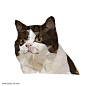 可爱猫多边形lowpoly矢量图