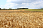 agriculture, barley, bread