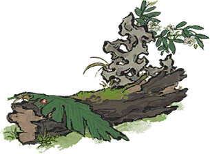 枯木之景.png