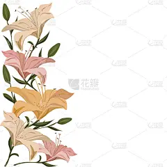 百合镶边