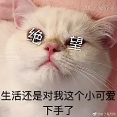 喵星人表情包 
早～ ​​​​